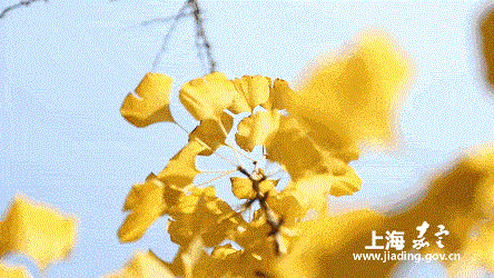 4a8e1267027d48c59d635c9965723fbb.gif